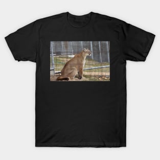 Cougar T-Shirt